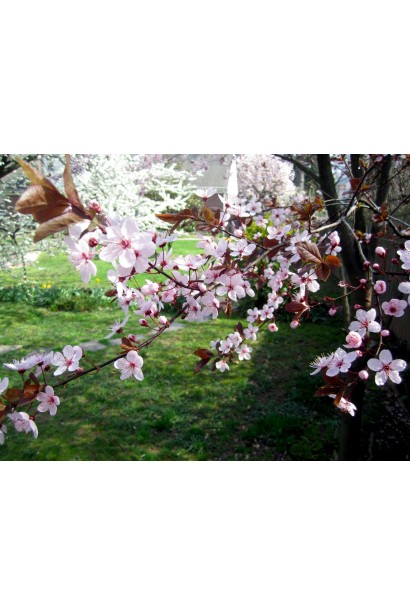 Слива Угорка цвітіння